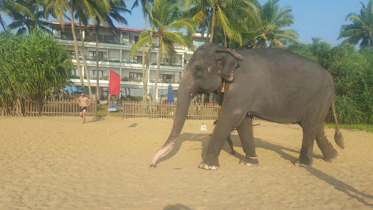 Blue Beach Hotel Ваддува Экстерьер фото